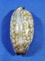Mauritia scurra mundula